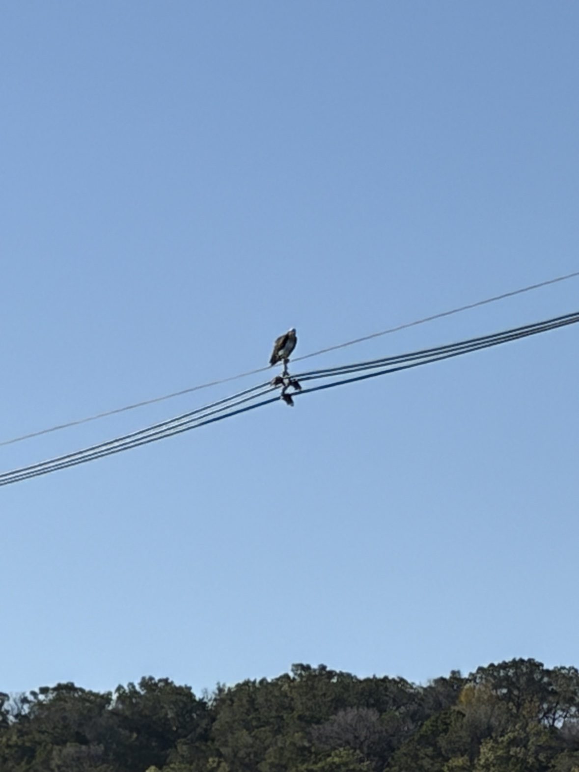 A raptor perched on a wire above the trees